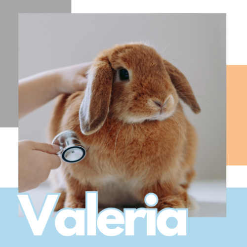 Paciente Clinica Veterinaria EIVIVET